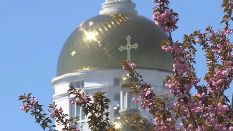 Sakura flowers in springtime. Pink cherry blossom in garden Stock Footage 156987798