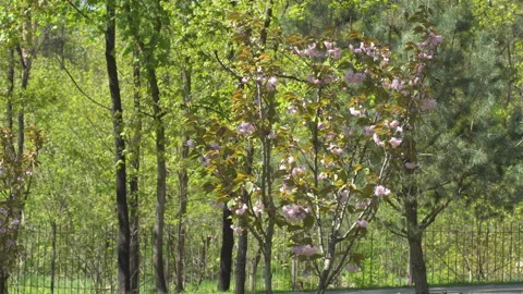 Sakura flowers in springtime. Pink cherry blossom in garden Stock Footage 156987886