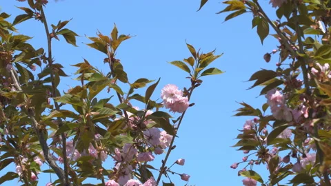 Sakura flowers in springtime. Pink cherry blossom in garden Stock Footage 156987957
