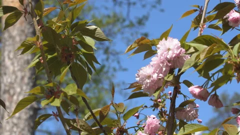Sakura flowers in springtime. Pink cherry blossom in garden Stock Footage 156988009