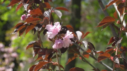 Sakura flowers in springtime. Pink cherry blossom in garden Stock Footage 156988174