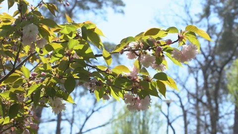 Sakura flowers in springtime. Pink cherry blossom in garden Stock Footage 156988226