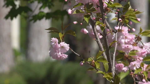 Sakura flowers in springtime. Pink cherry blossom in garden Stock Footage 156988462