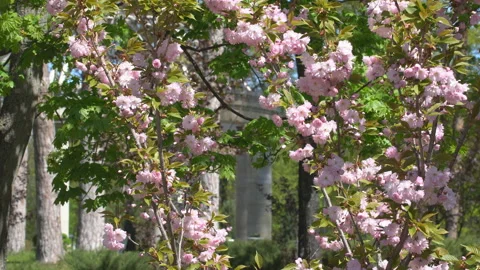 Sakura flowers in springtime. Pink cherry blossom in garden Stock Footage 156988514