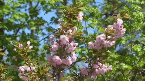 Sakura flowers in springtime. Pink cherry blossom in garden Stock Footage 156988542