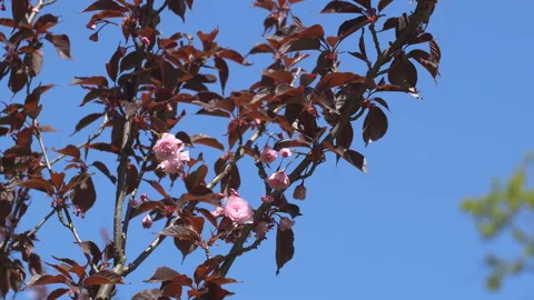 Sakura flowers in springtime. Pink cherry blossom in garden Stock Footage 156988558