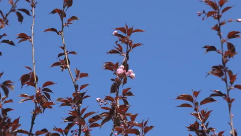 Sakura flowers in springtime. Pink cherry blossom in garden Stock Footage 156988575