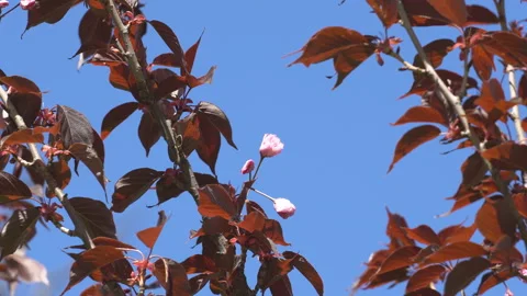Sakura flowers in springtime. Pink cherry blossom in garden Stock Footage 156988591