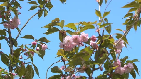 Sakura flowers in springtime. Pink cherry blossom in garden Stock Footage 156988797
