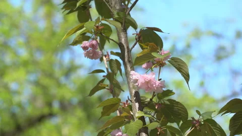 Sakura flowers in springtime. Pink cherry blossom in garden Stock Footage 156988847