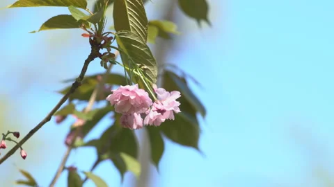 Sakura flowers in springtime. Pink cherry blossom in garden Stock Footage 156988879