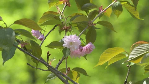 Sakura flowers in springtime. Pink cherry blossom in garden Stock Footage 156988926
