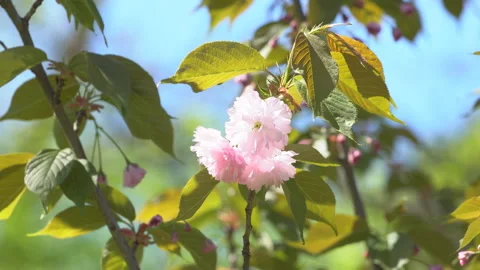 Sakura flowers in springtime. Pink cherry blossom in garden Stock Footage 156989008