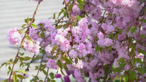 Sakura flowers swaying on wind in spring season in city park. 스톡 동영상 240551585