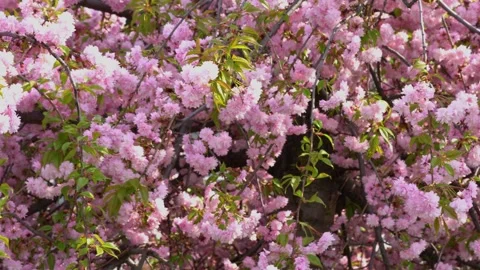 Sakura flowers swaying on wind in spring season in city park. 스톡 동영상 240551627