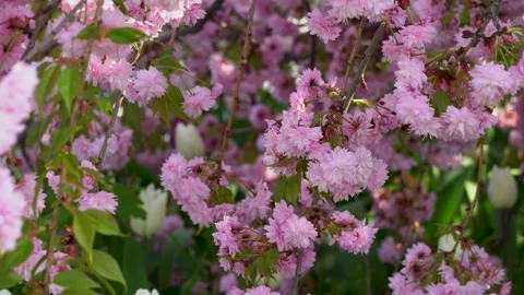 Sakura flowers swaying on wind in spring season in city park. 스톡 동영상 240551628