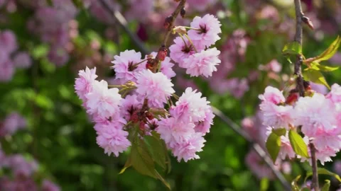Sakura flowers swaying on wind in spring season in city park. 스톡 동영상 240551632