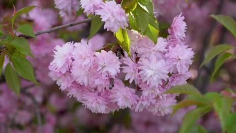 Sakura flowers swaying on wind in spring season in city park. 스톡 동영상 240551639