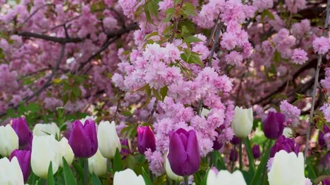 Sakura flowers swaying on wind in spring season in city park. 스톡 동영상 240551647