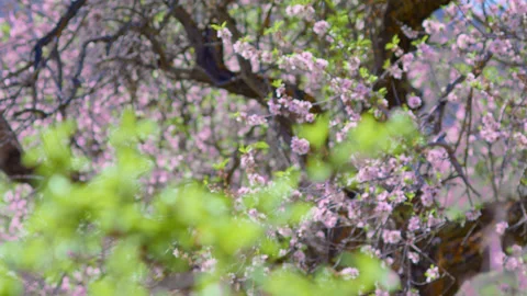 Sakura flowers on a tree in spring. Almonds in bloom. Stock Footage 231598259