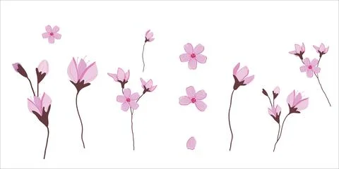 Sakura flowers vector. Hand drawing pink sakura flowers. Stock Illustration