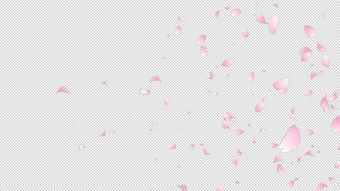 Sakura Flutter Slow 03 HD Stock Footage 312511760