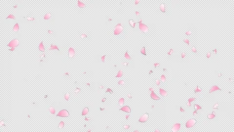 Sakura Flutter Slow 04 HD Stock Footage 312511765