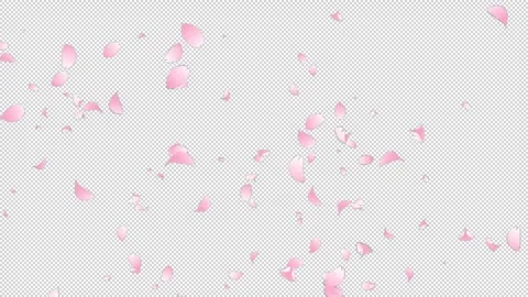 Sakura Flutter Slow 05 HD Stock Footage 312511769