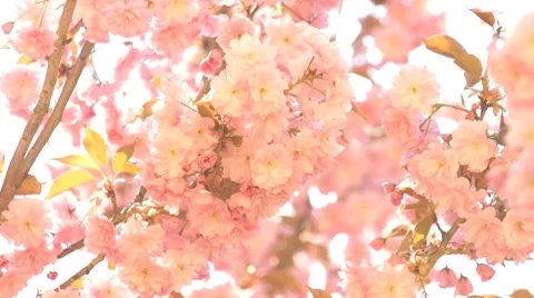 Sakura Stock Footage 7131147