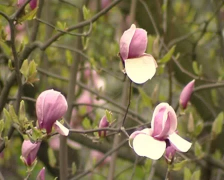 Sakura Stock Footage 8839168
