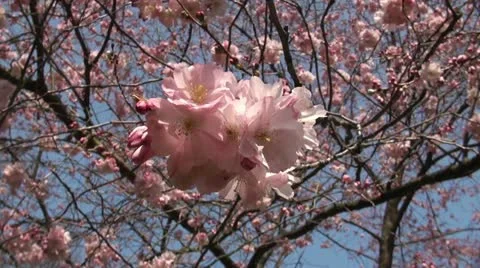 Sakura Stock Footage 10847407