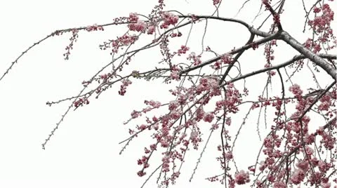 Sakura Video stock 11065794