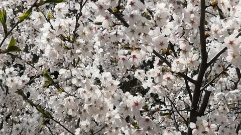 Sakura Stock-Footage 107070143