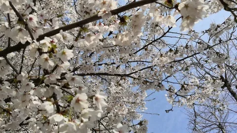 Sakura Stock-Footage 107107831