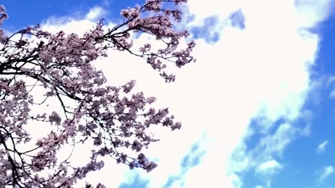 Sakura Video stock 236987104