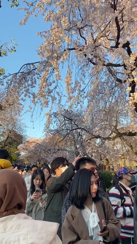 Sakura Stockbeeldmateriaal 242909686