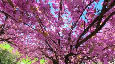Sakura Stock Footage 324569669