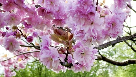 Sakura Stockbeeldmateriaal 334125285
