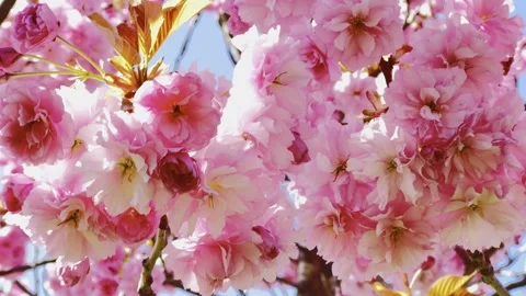 Sakura 库存影片 334125287