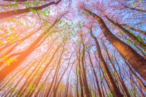 Sakura forest,Uprisen angle. 스톡 사진