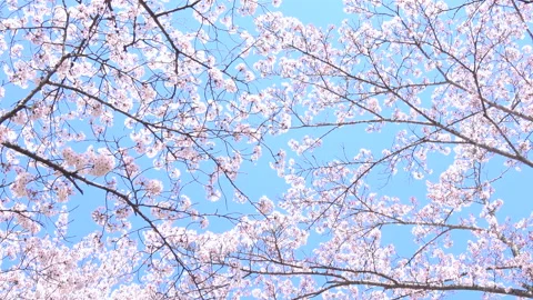 Sakura in full bloom with the blue sky in Japan. Cherry blossom. Yoshino. 4K Stock Footage 141168538