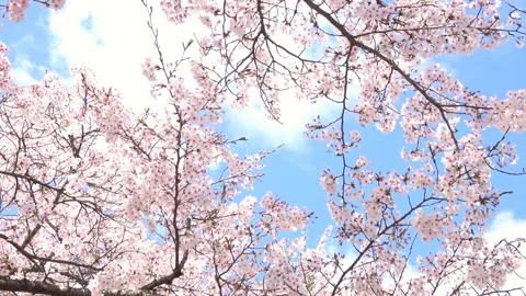 Sakura in full bloom with the blue sky in Japan. Cherry blossom. Zoom in.. 4K Stock Footage 141245083