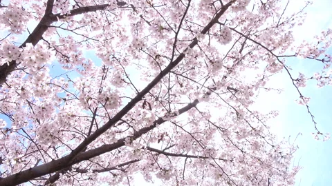 Sakura in full bloom with the blue sky in Japan. Cherry blossom. Yoshino. 4K Stock Footage 254050870