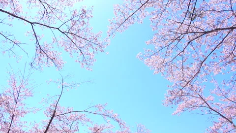 Sakura in full bloom with the blue sky in Japan. Cherry blossom. Yoshino. 4K Stock Footage 281615318
