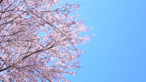 Sakura in full bloom with the blue sky in Japan. Cherry blossom. Yoshino. 4K Stock Footage 297341560