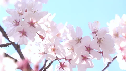 Sakura in full bloom with the blue sky in Japan. Cherry blossom. Yoshino. 4K Stock Footage 327895866