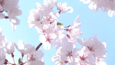 Sakura in full bloom with the blue sky in Japan. Cherry blossom. Yoshino. 4K Stock Footage 327895869