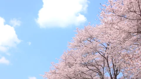 Sakura in full bloom with the blue sky in Japan. Cherry blossom. Yoshino. 4K Stock Footage 327996854
