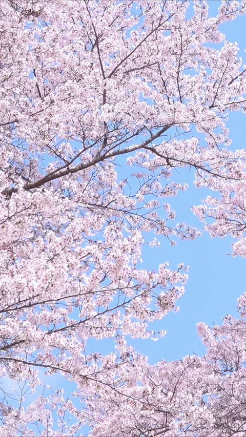 Sakura in full bloom with the blue sky in Japan. Cherry blossom. Yoshino. 4K Vidéo 329014696