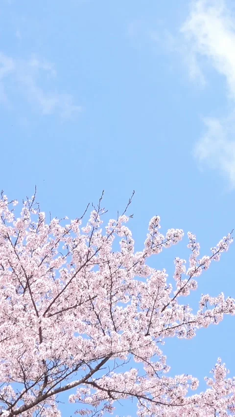 Sakura in full bloom with the blue sky in Japan. Cherry blossom. Yoshino. 4K Stock Footage 329198543
